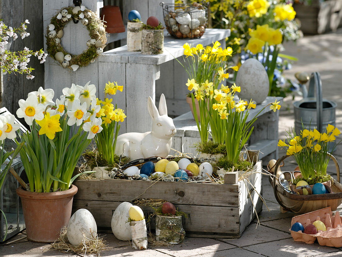 Wooden box with Narcissus 'Tete A Tete' (narcissus) as Easter basket