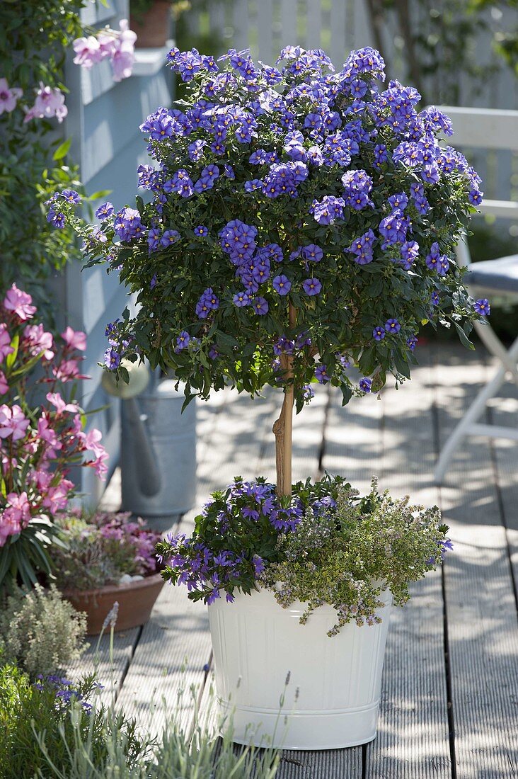 Solanum rantonnetii syn. Lycianthes (Enzianstrauch) unterpflanzt