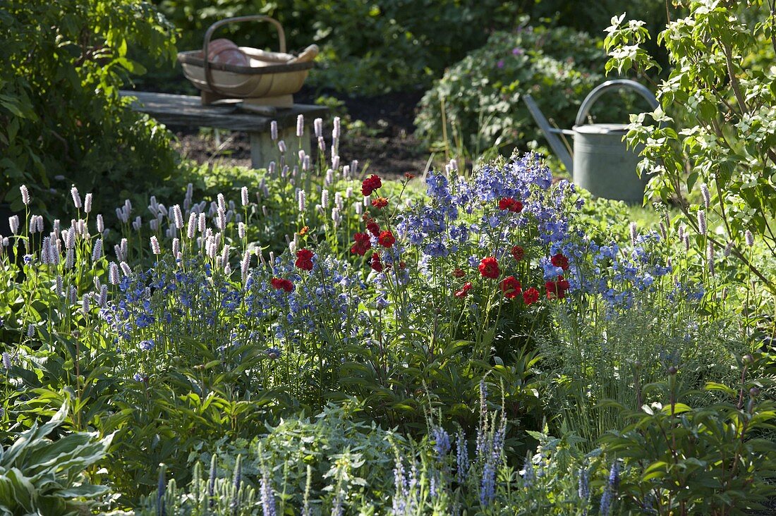 Polemonium (Jakobsleiter), Geum 'Fireball' (Nelkenwurz), Polygonum