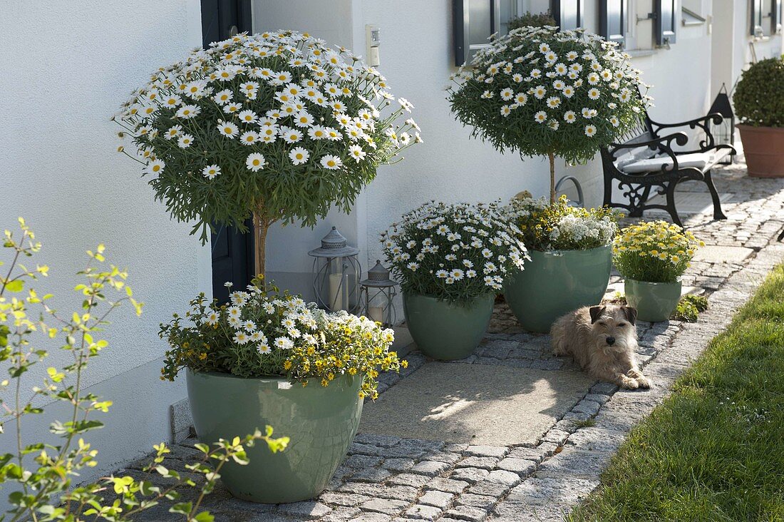 Entrance with Argyranthemum frutescens 'Stella 2000', 'Duplo White'