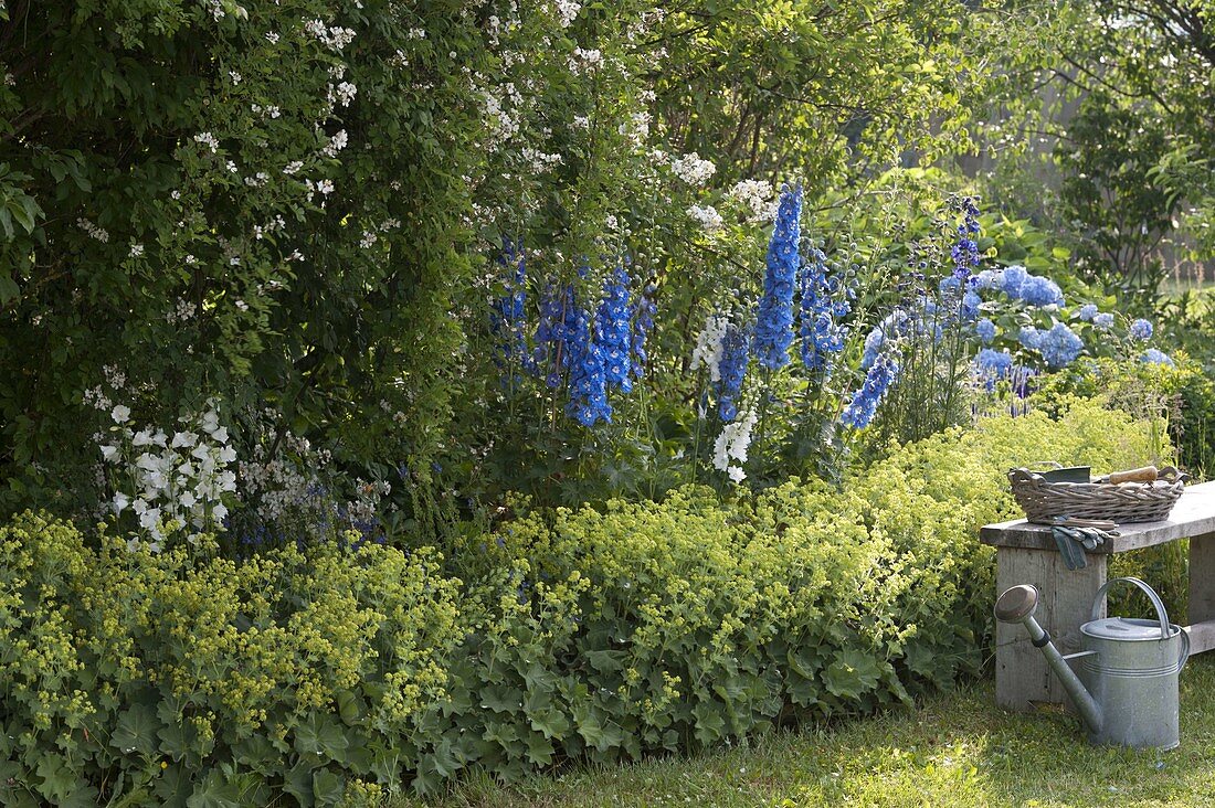 Blue and white perennial border with Delphinium (larkspur), Campanula