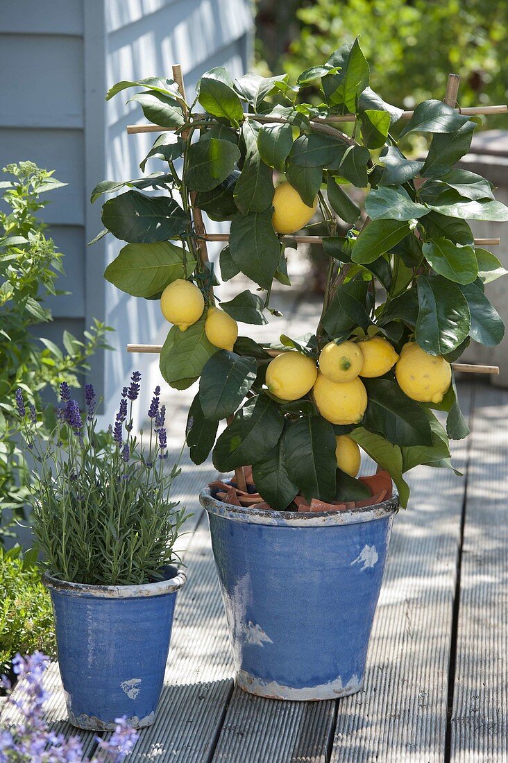 Citrus limon 'Florentina' (Zitrone) am Spalier, Lavendel (Lavandula)