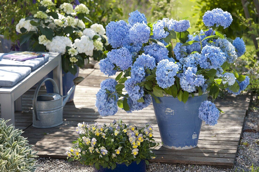 Hydrangea 'Endless Summer' (Hortensie) im blauen Kübel auf Terrasse