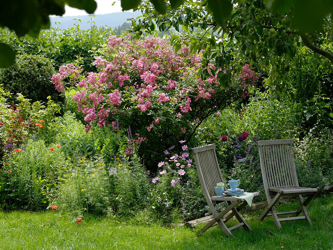 Seating place in the shade under apple tree, pink 'American Pillar'