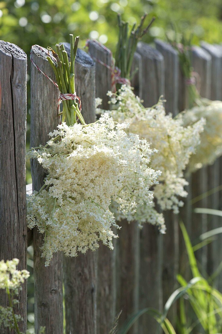 Blüten von Holunder (Sambucus nigra) als Strauß zum trocknen