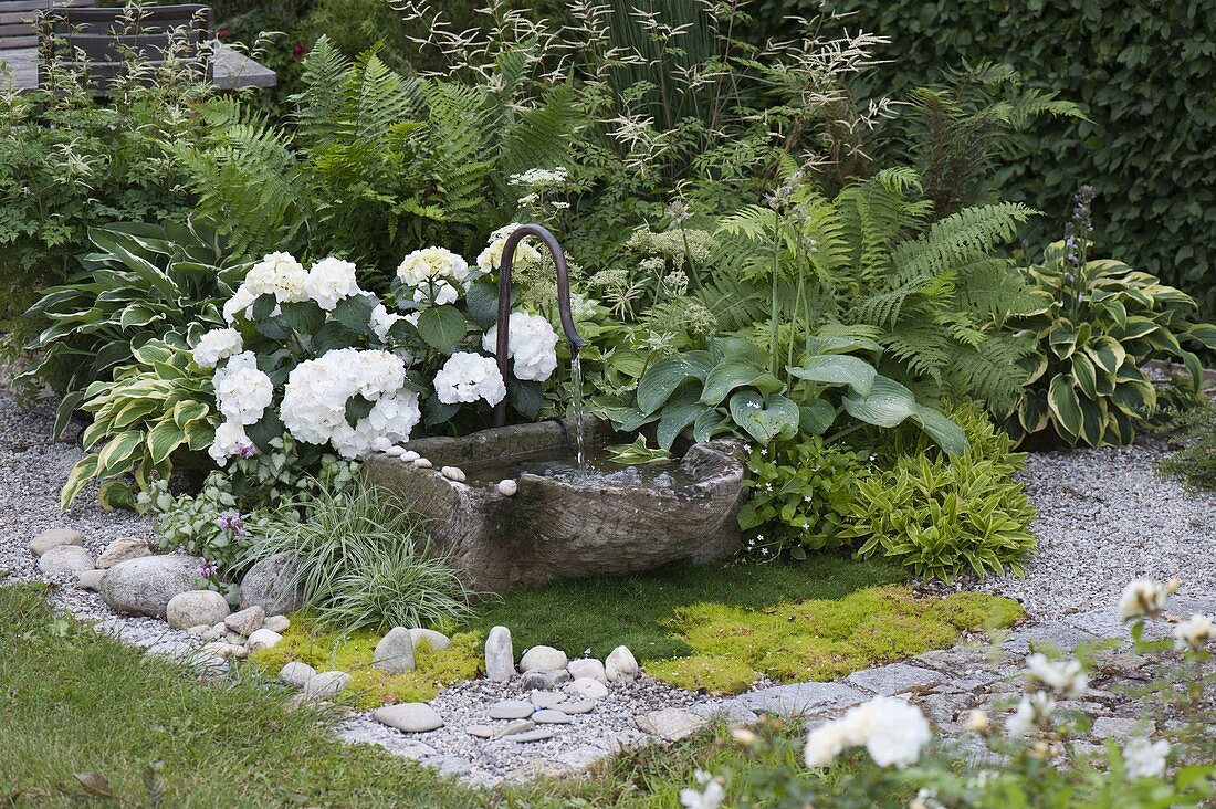 Brunnen mit Steintrog, Hydrangea macrophylla 'Schneeball'(Hortensie), Hosta