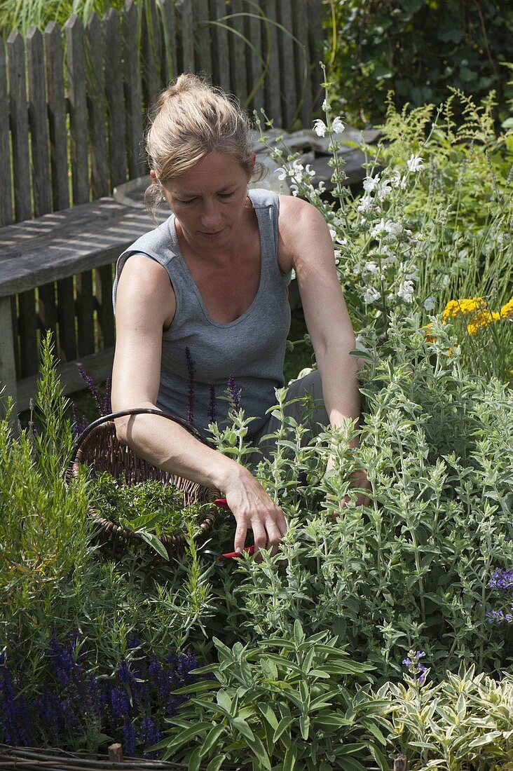 Frau mit Korb erntet Kräuter im Garten