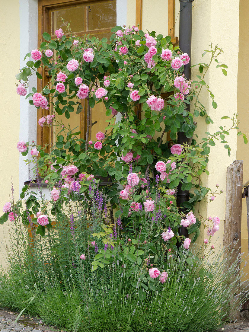 Rosa 'Fantin Latour' (Historische Strauch-Rose) am Haus, Lavendel (Lavandula