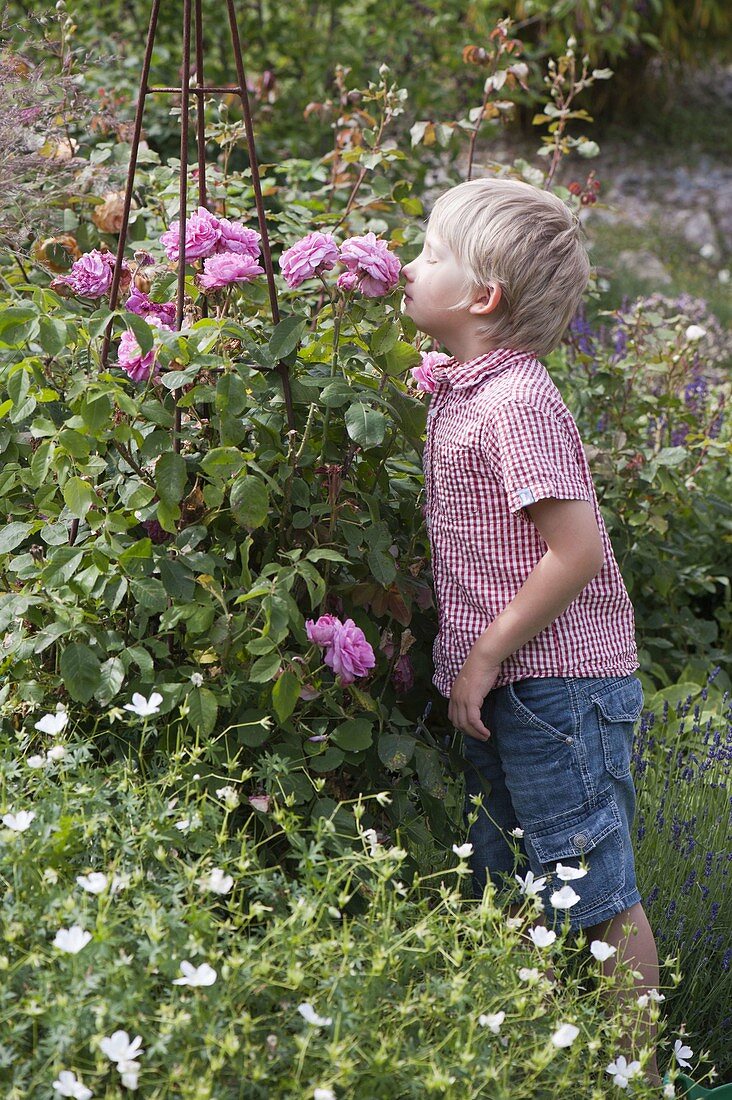 Boy sniffs pink (rose)