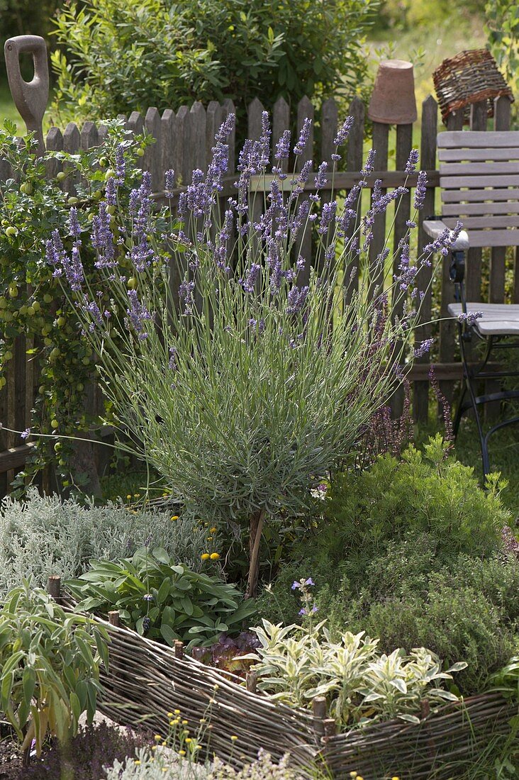 Lavender (Lavandula) stem in herb bed with willow border