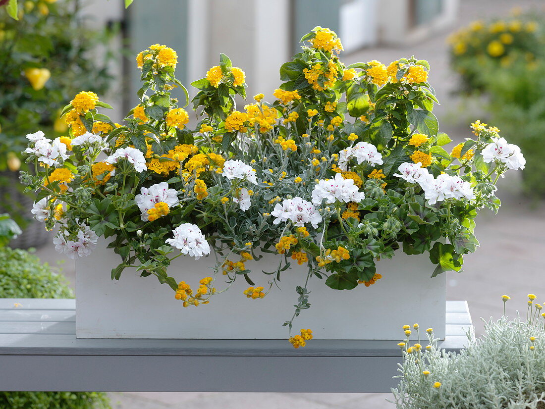 Yellow and white balcony box with Lantana 'Ultra Yellow'