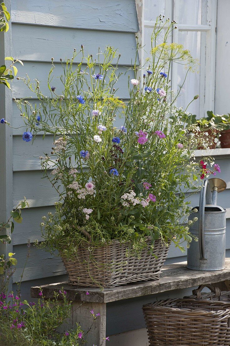 Sow summer flowers with seed ribbons in a basket box
