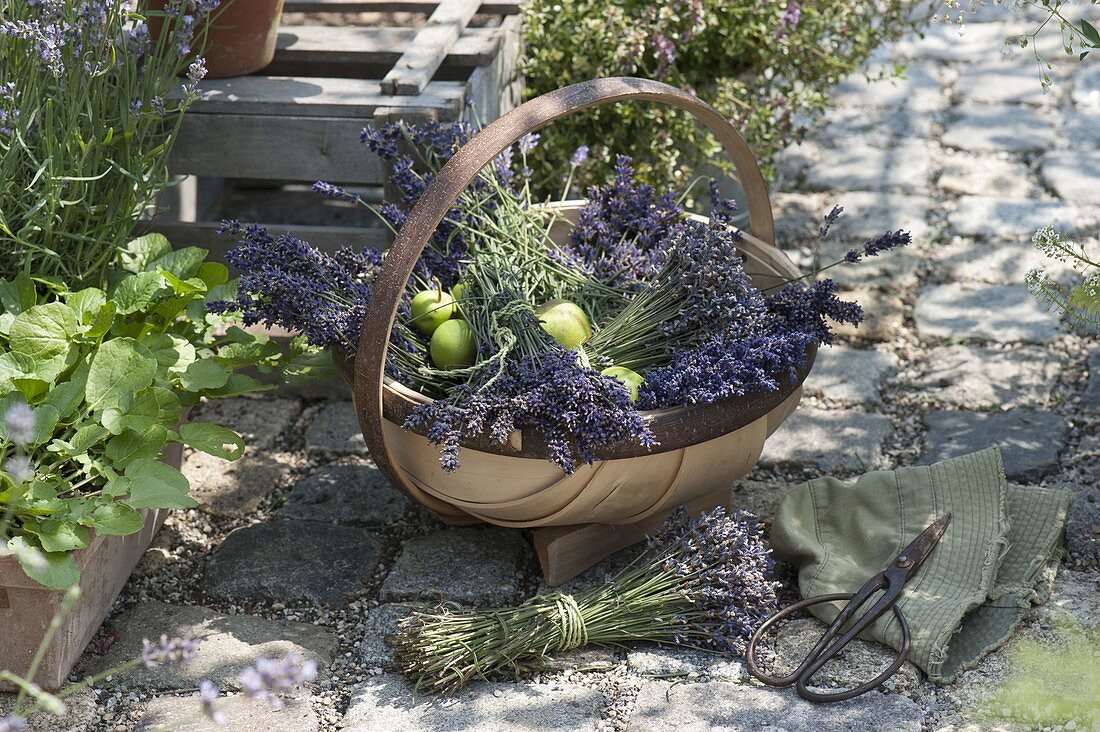 Bundle freshly harvested lavender to dry