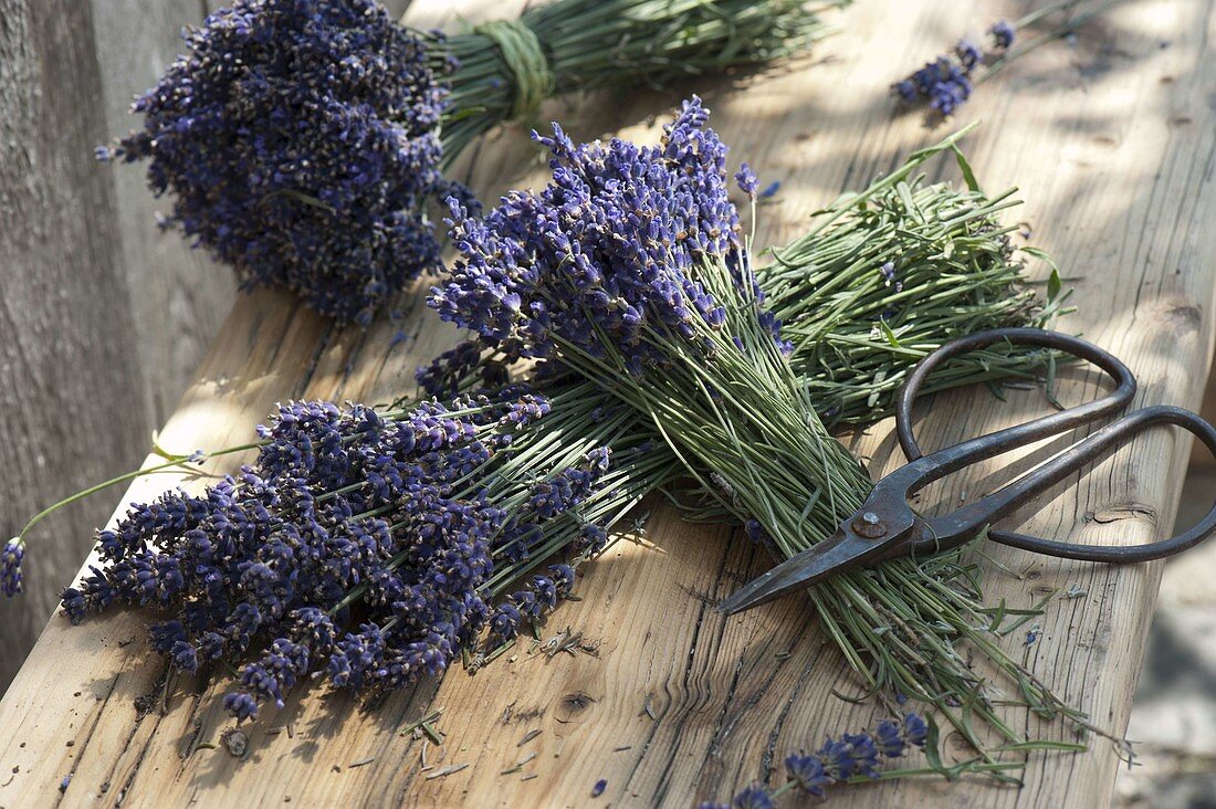 Frisch geernteten Lavendel zum trocknen bündeln 3/4