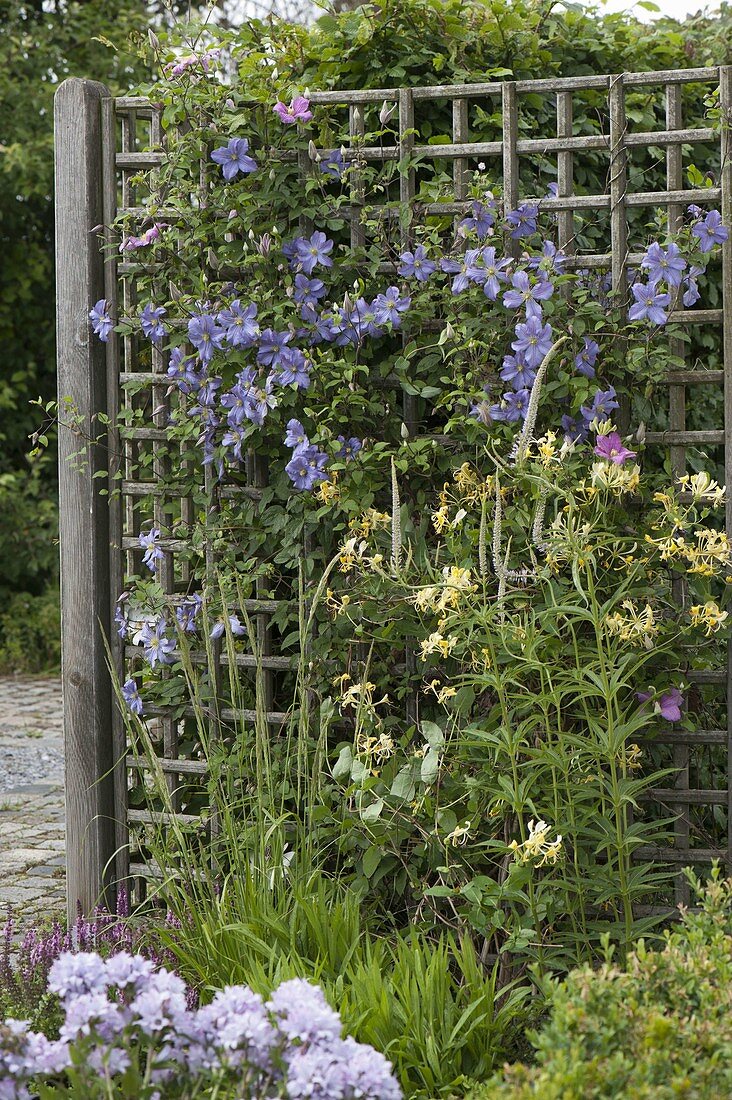 Clematis (Waldreben) und Lonicera caprifolium (Geißblatt)