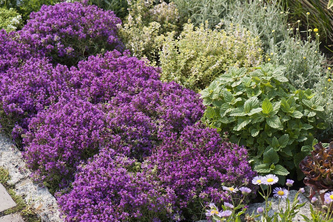 Feld-Thymian 'Coccineus' (Thymus serpyllum)