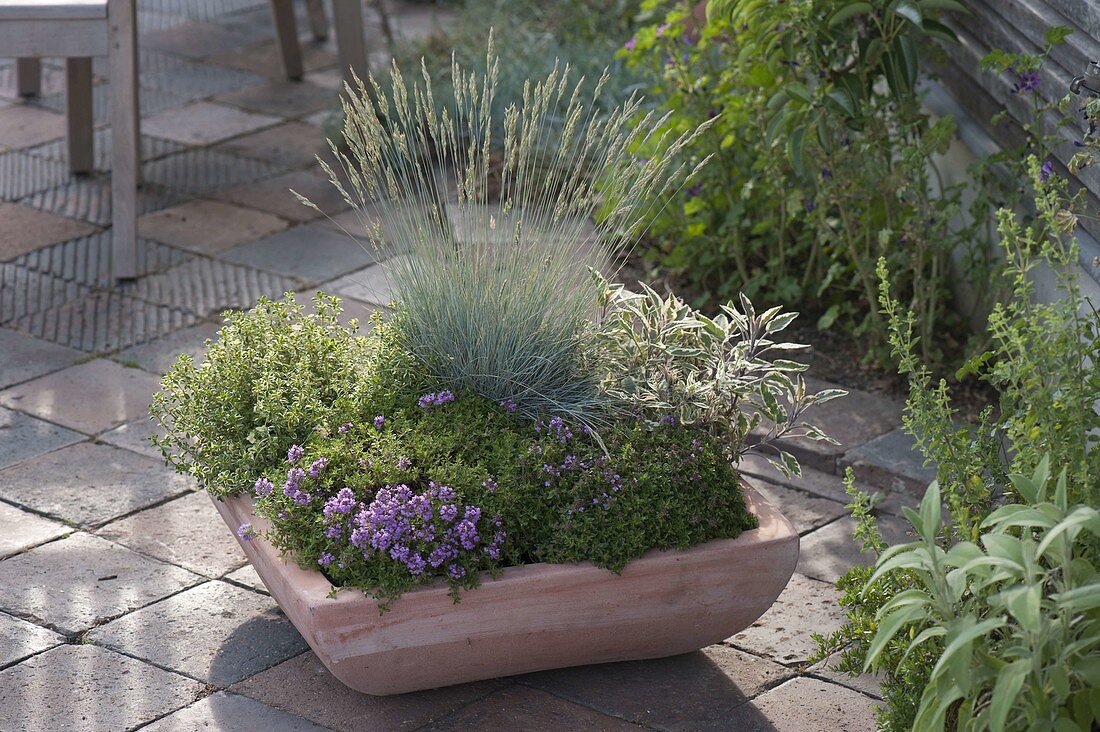 Terracotta bowl with field thyme, lemon thyme