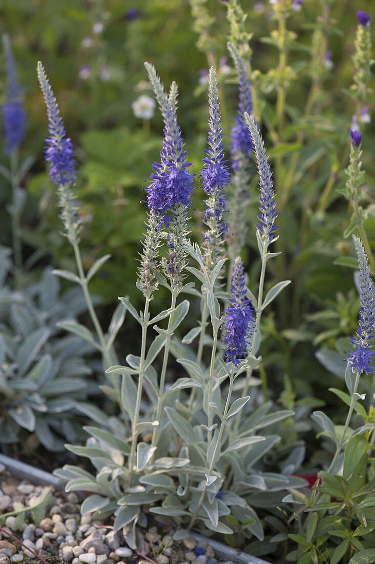 Veronica incana 'Silberteppich' (Silberblatt Ehrenpreis)