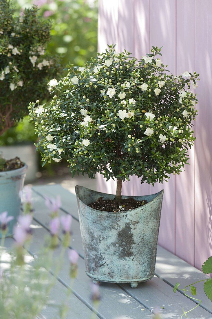 Myrtus communis (bridal myrtle), flowering stem in turquoise pot