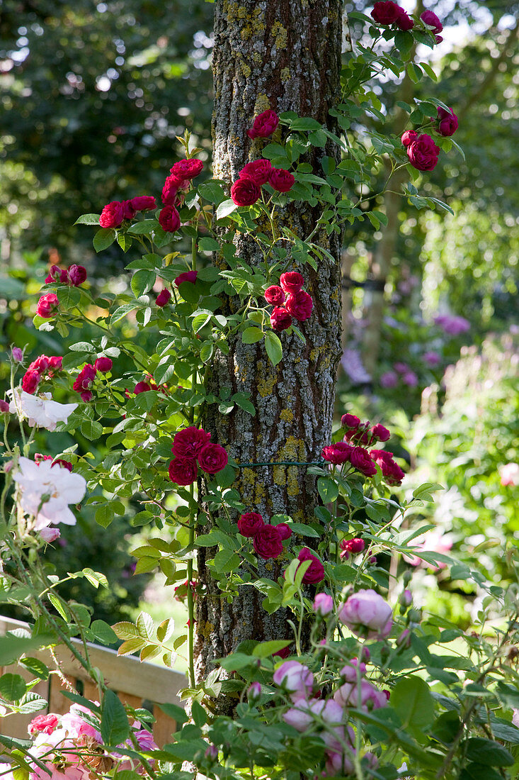 Pink multiflora 'Chevy Chase' (Rambler Rose) on tree trunk