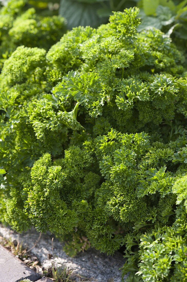 Parsley 'Mooskrause'