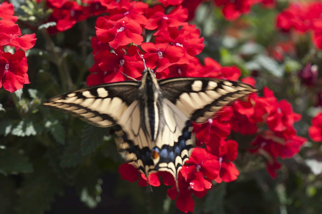 Schwalbenschwanz (Papilio machaon) auf Verbena 'Lanai Red' (Eisenkraut)