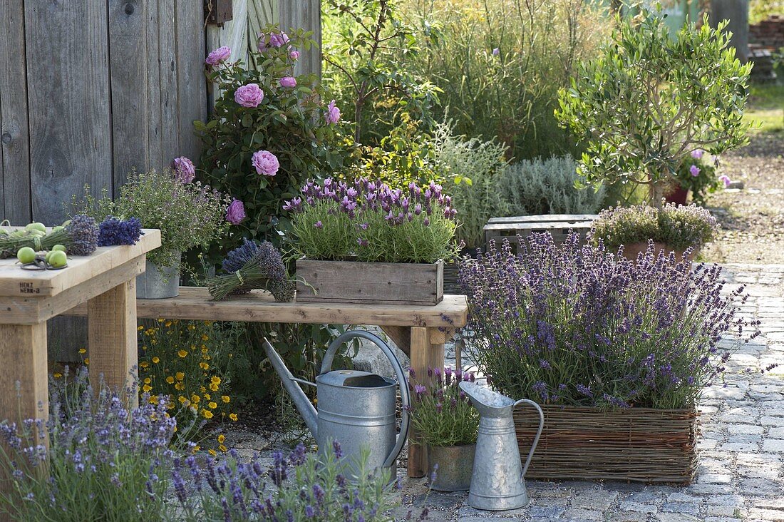 Duft-Terrasse mit Lavendel
