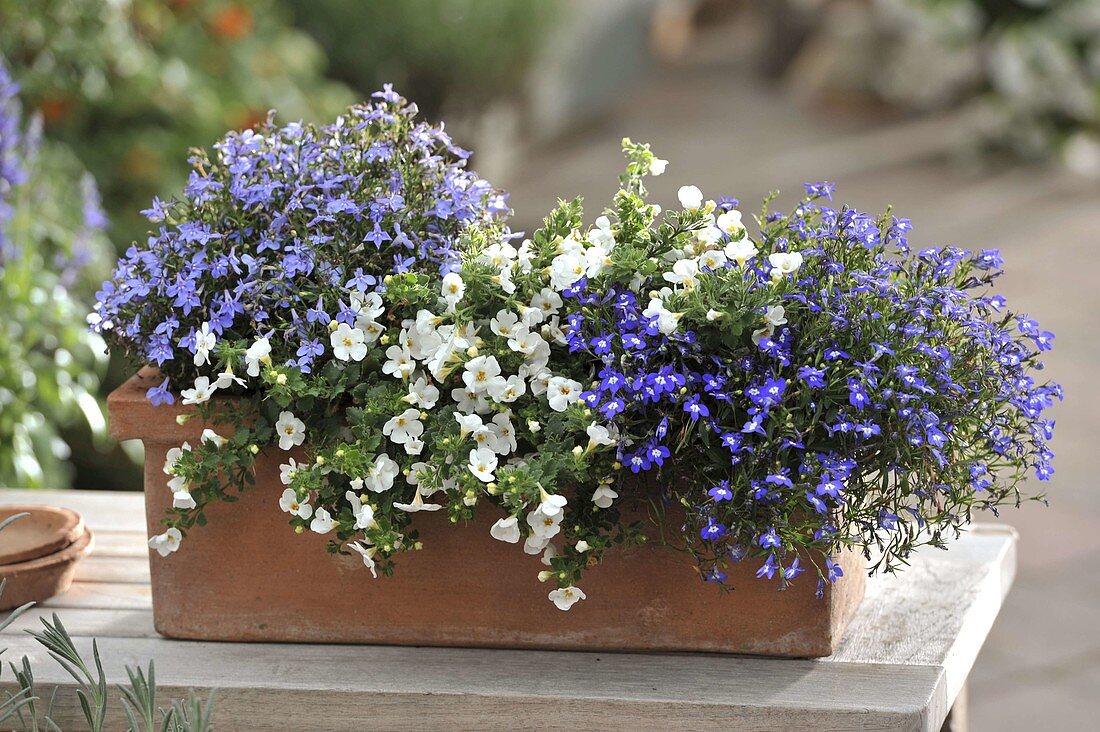 Blau - weiß bepflanzter Kasten mit Bacopa 'White Wedding' (Schneeflöckchen)