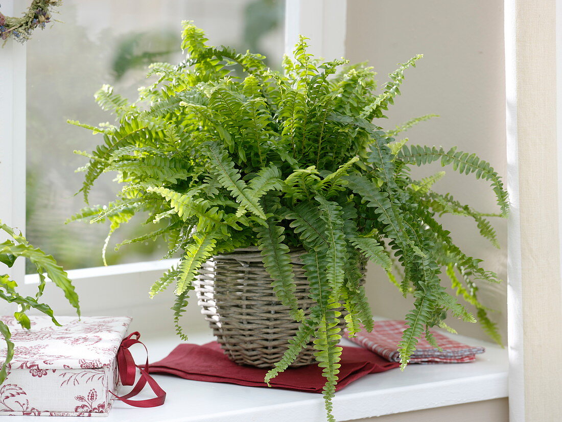 Nephrolepis cordifolia (sword fern) in basket by the window