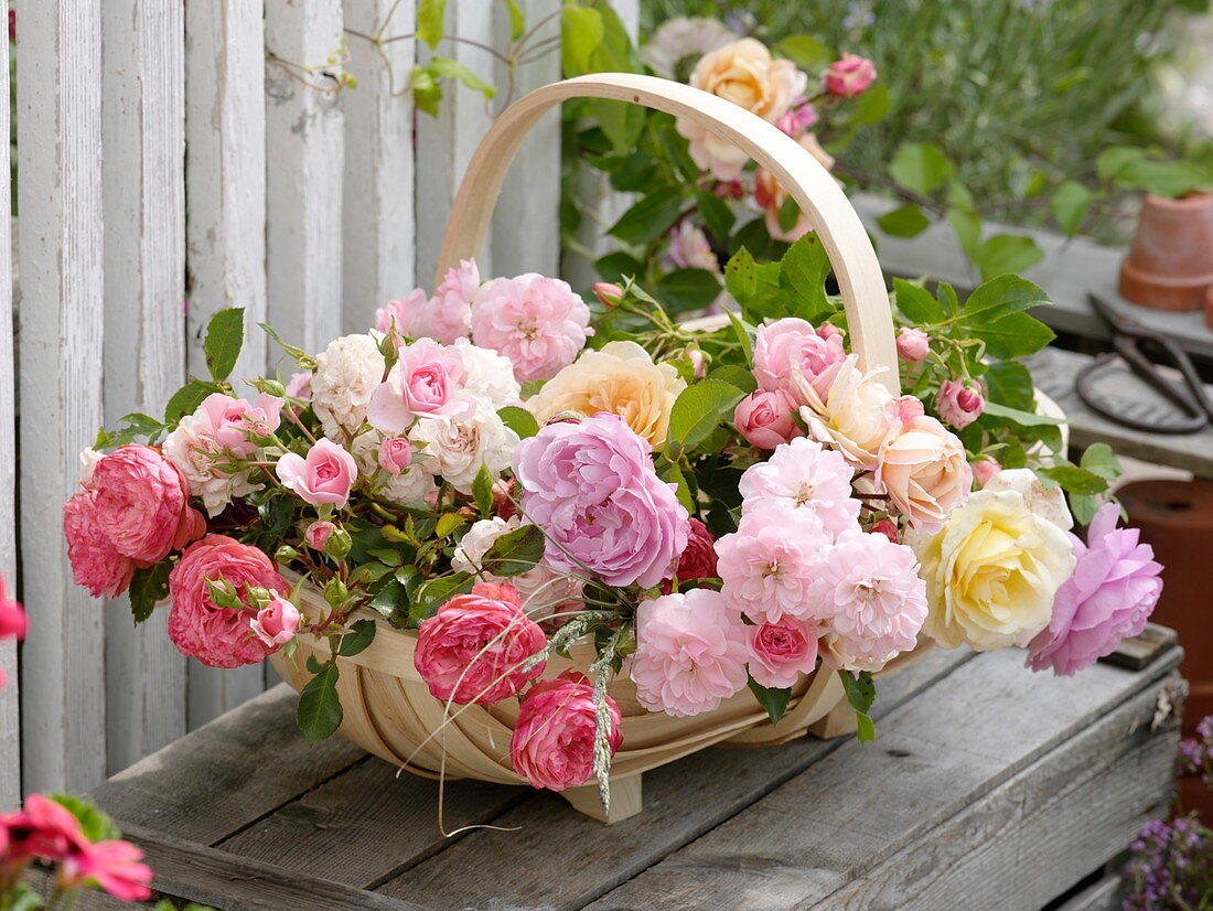 Spankorb mit frisch geschnittenen Rosa (Rosen) aus dem Garten