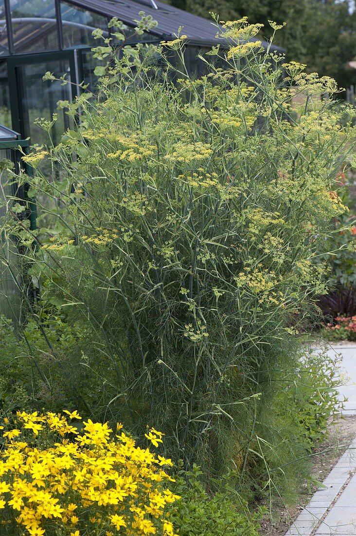 Flowering spice fennel and coreopsis