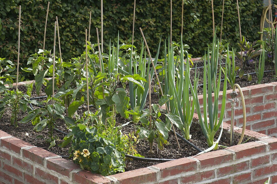 Masonry raised bed planted with onions, eggplant