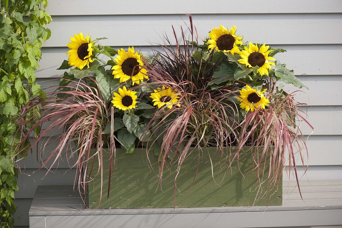 Green wooden box with Helianthus annuus and Pennisetum