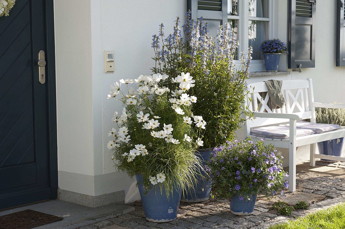 House entrance with Cosmos Sonata 'White' (Jewel Basket), Salvia uliginosa