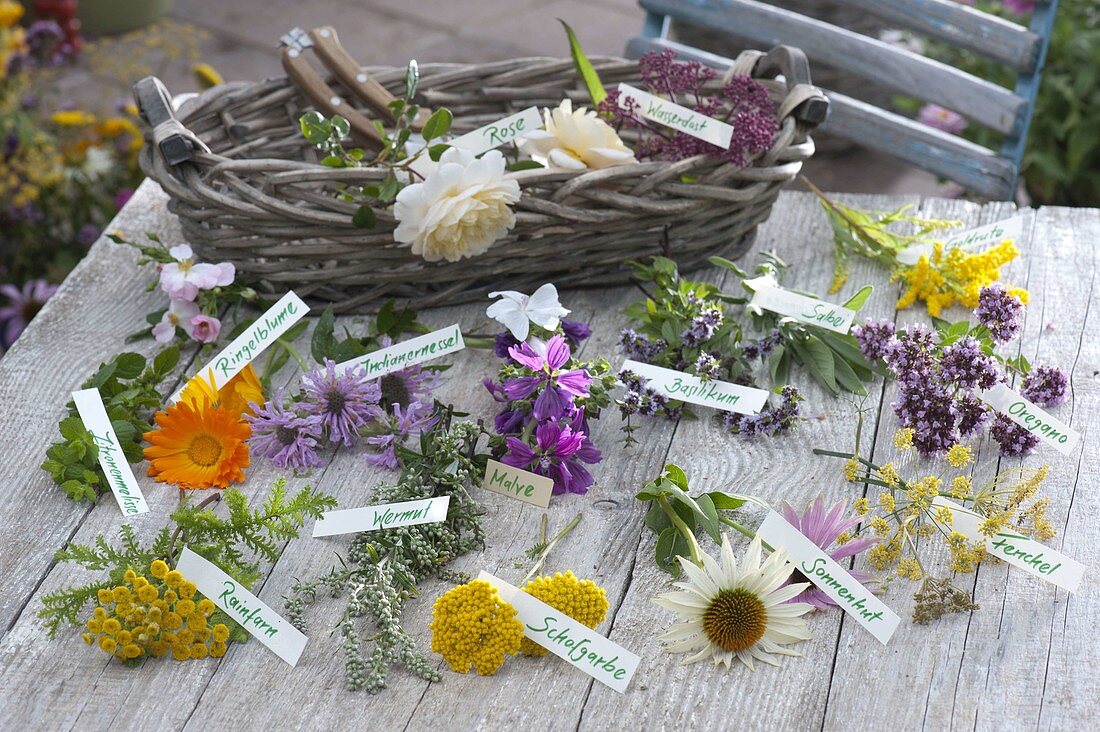 Ingredients for medicinal and tea herb bouquet laid out with labels