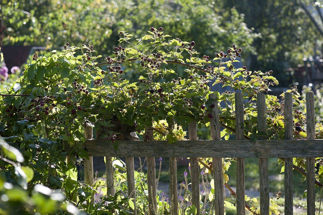 Blackberries (Rubus) at the wooden garden fence