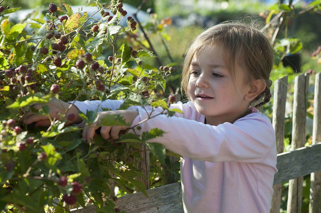Mädchen pflückt Brombeeren (Rubus), Gartenzaun