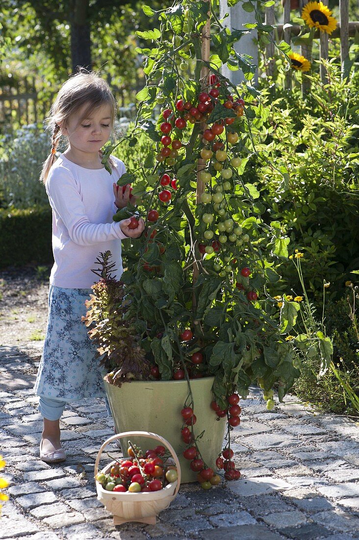 Girl picking cocktail tomatoes