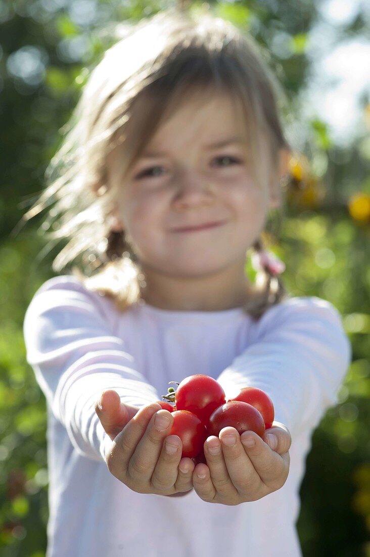 Girl with freshly picked cocktail tomatoes