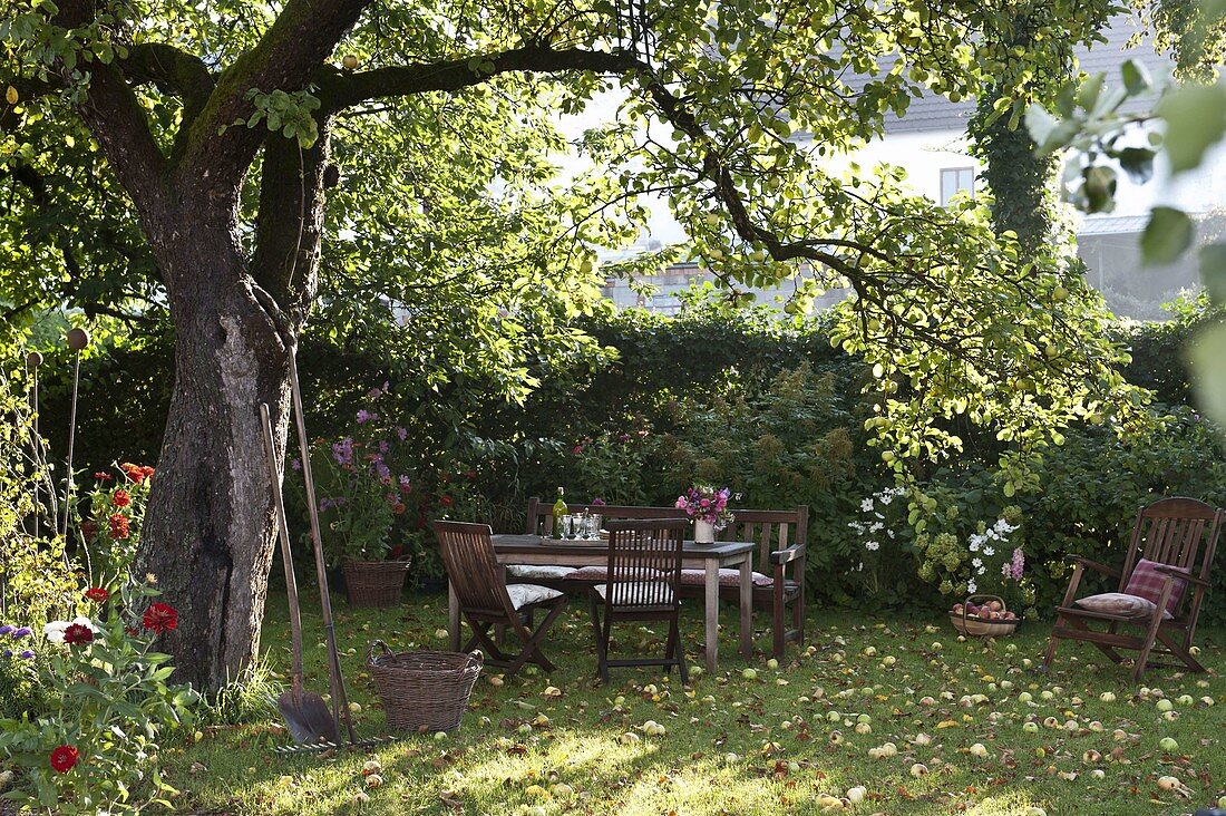 Seating area under old apple tree, windfall fruit and foliage on the lawn