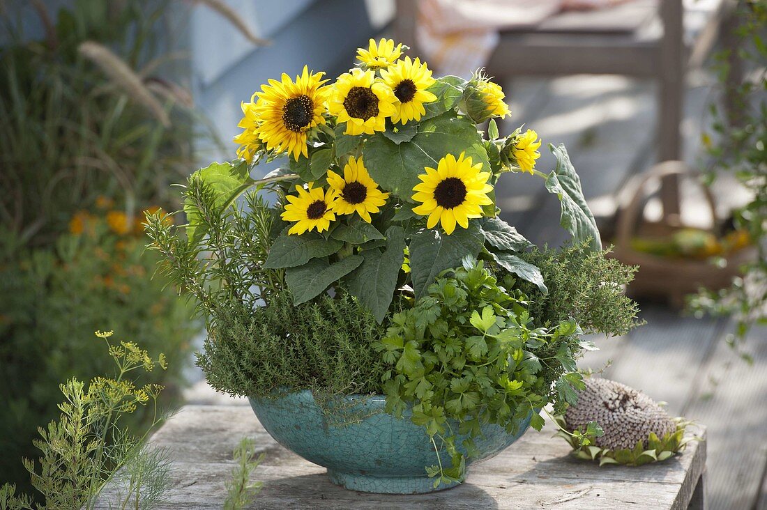 Türkise Schale mit Helianthus (Sonnenblumen), Petersilie 'Hamburger Schnitt'