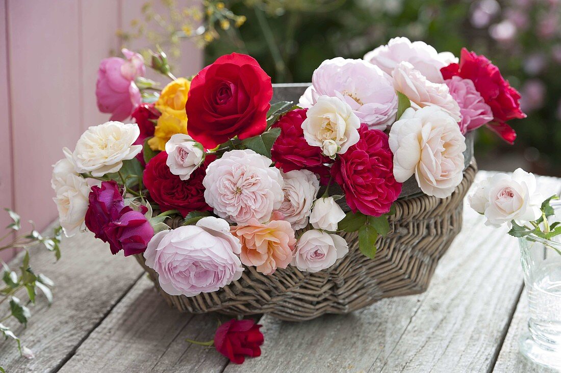 Korb mit frisch geschnittenen Rosa (Rosen) aus dem Garten