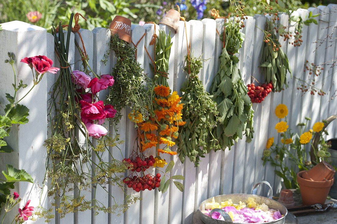 Dry tea and kitchen herbs on the fence