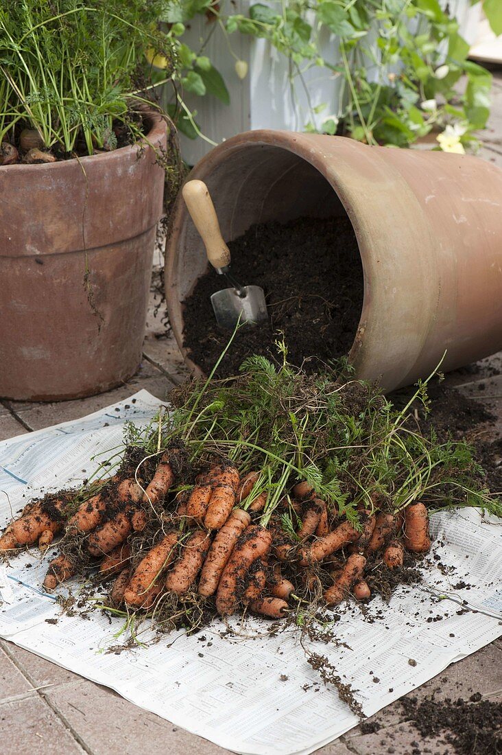 Harvesting carrots (black carrot) from a terracotta pot