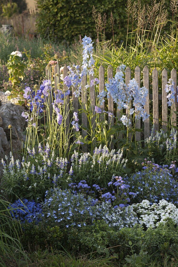 Blue and white flower bed on the fence