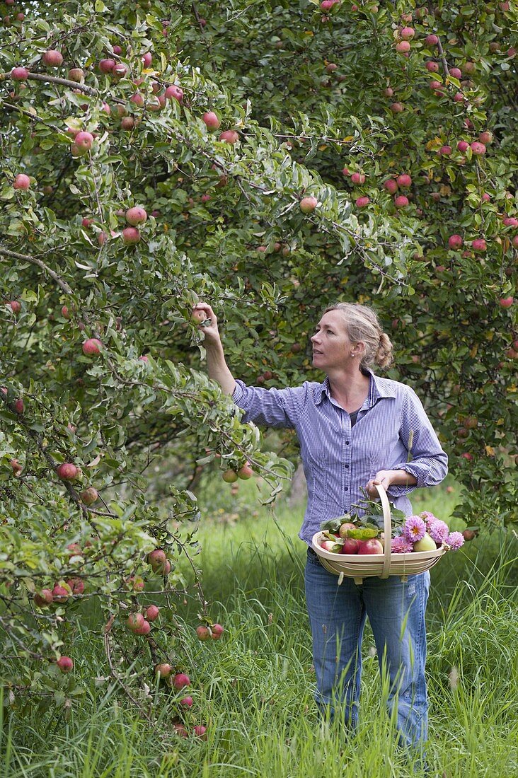 Woman picks apples