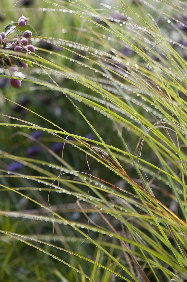 Dew drops on Miscanthus sinensis 'Gracillimus'
