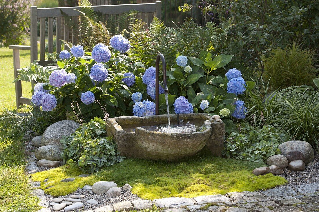 Schattenbeet mit Brunnen : Hydrangea 'Endless Summer' (Hortensien)