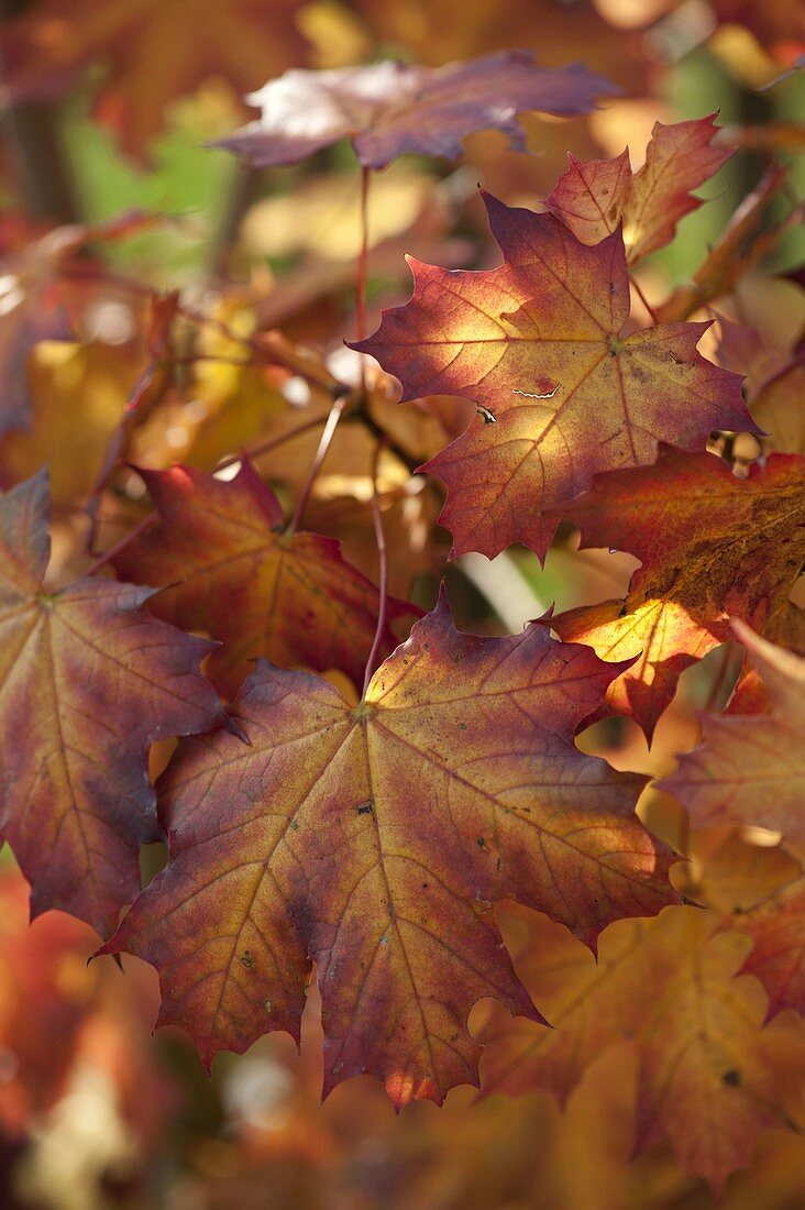 Colorful autumn leaves of Acer platanoides (Norway maple)