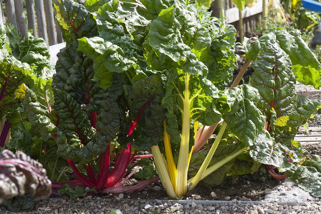 Swiss chard 'Bright Lights' (Beta) in the bed